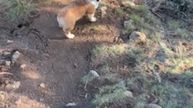 Baby Loki maneuvers the Rocky Path