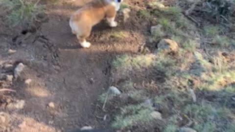 Baby Loki maneuvers the Rocky Path