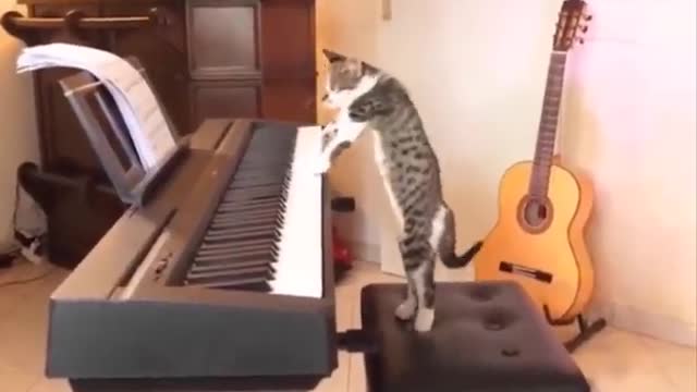 Funniest Cats 😹 - Don't try to hold back Laughter 😂 - Funny Cats Life