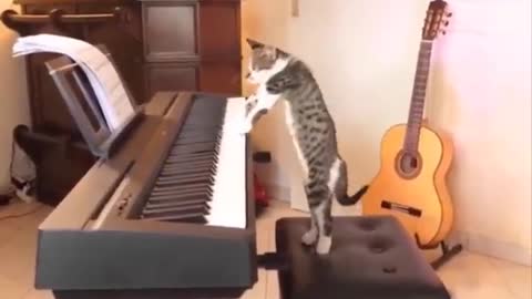 Funniest Cats 😹 - Don't try to hold back Laughter 😂 - Funny Cats Life