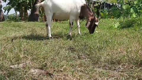 My Simple Village and The Pets || Bengal Village Shorts ||