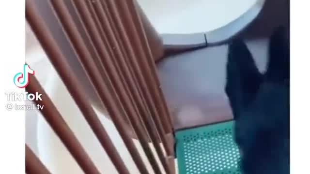 Poor dog chick it out