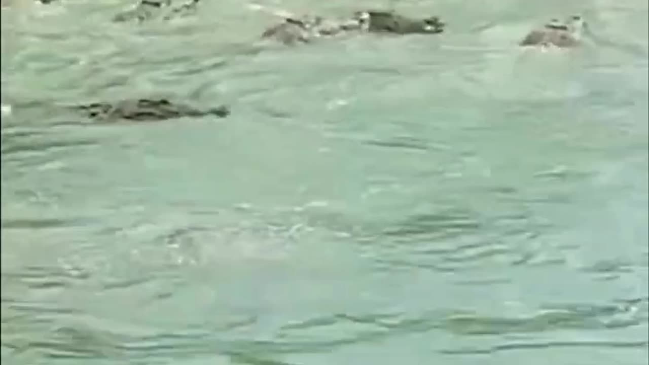 the bravest duck in the world