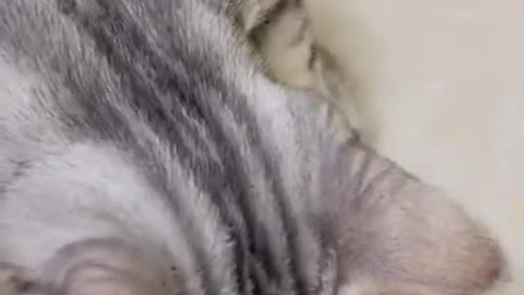 Lovely Cat, black cat, cats, funny cats, funny videos
