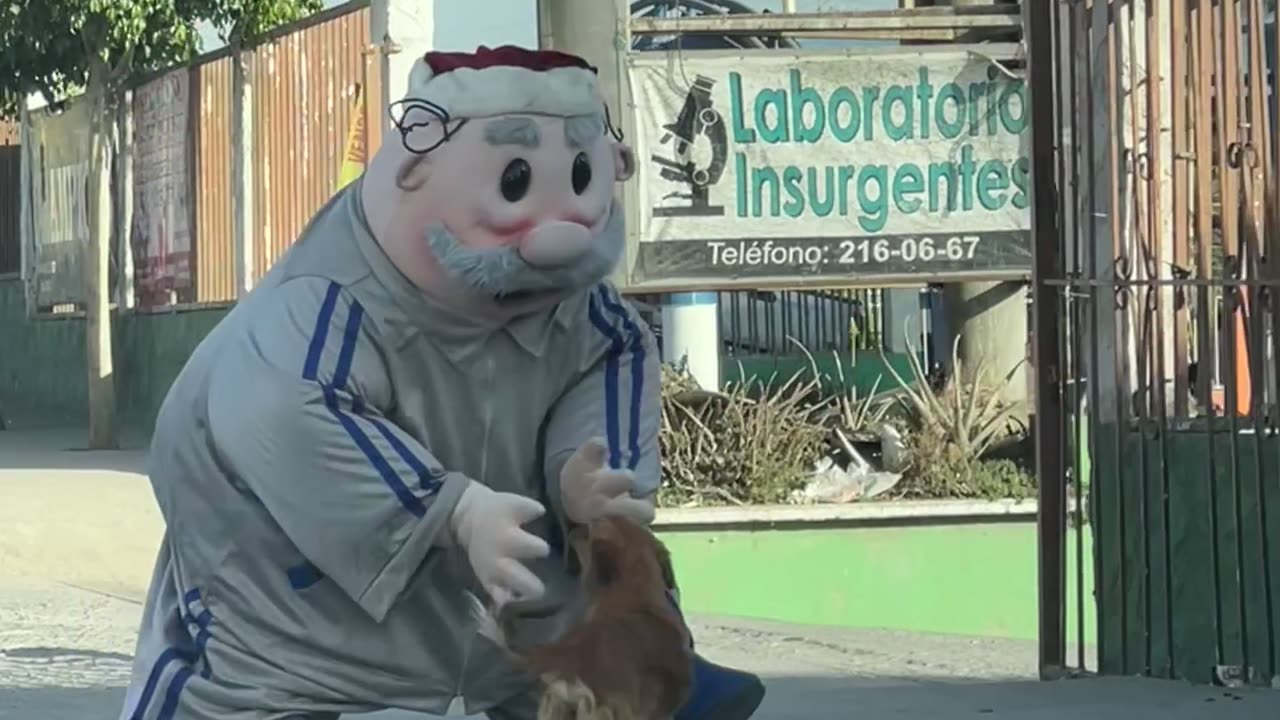 Dr. Simi Mascot Plays With Stray Dog