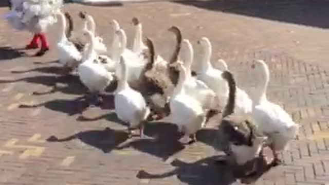 The Geese Charmer