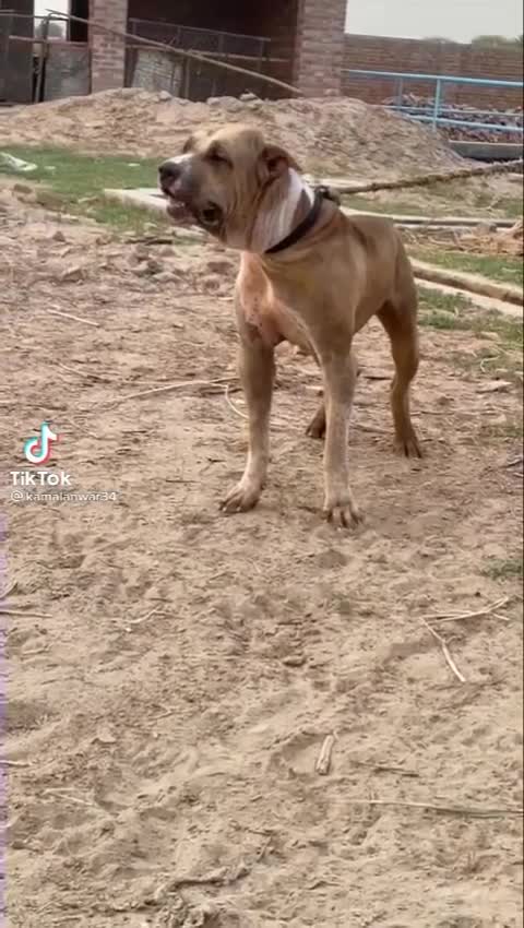 Pakistani bully 🐕🐶 cute dogs