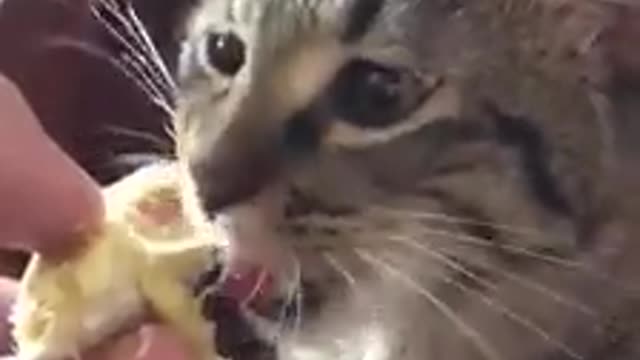 Cat reacts to durian