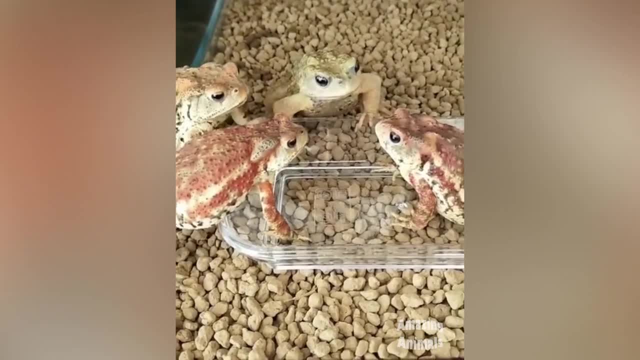 Be surprised and smile with these animals#😜😜