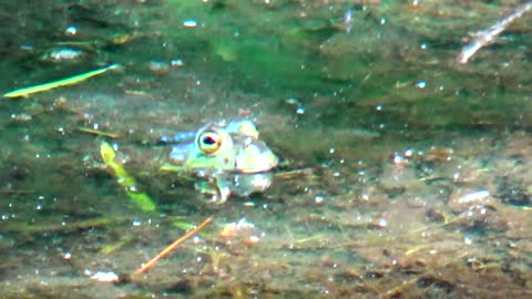 Bullfrog