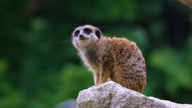 Learn The Meerkat Own Language