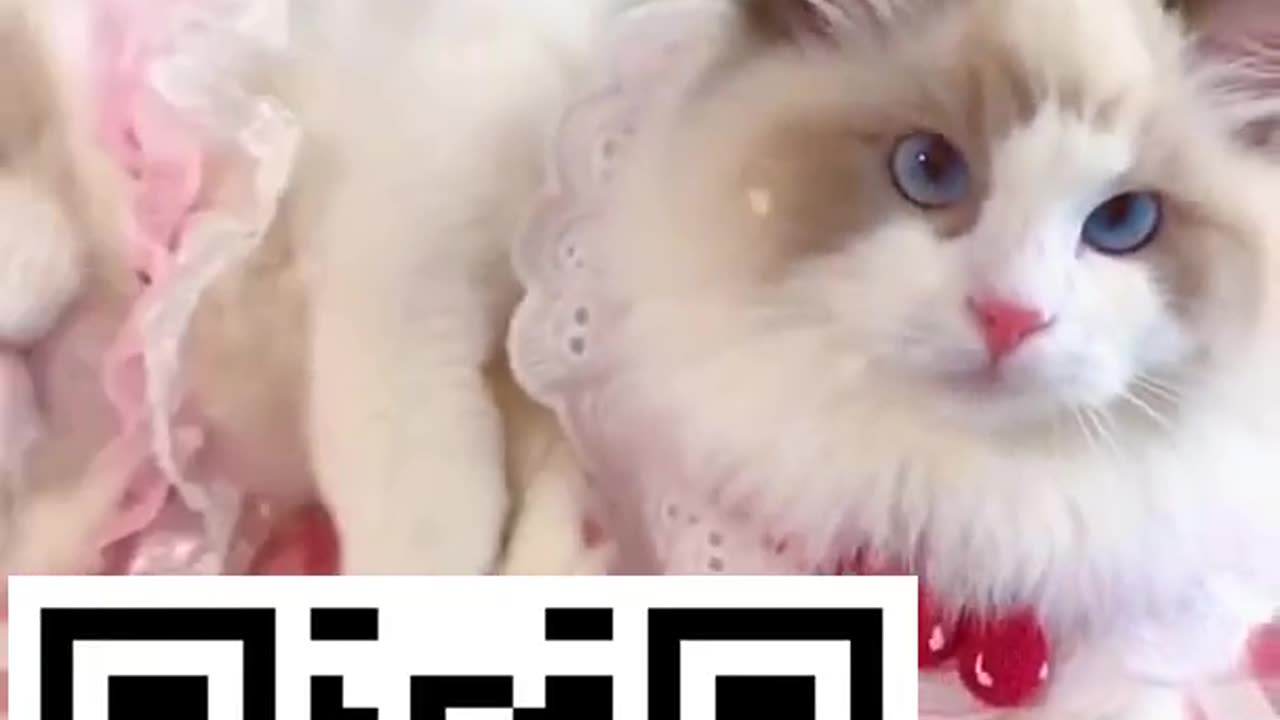 Awww Cute cat videos! Funny and Adorable!