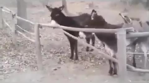 Donkeys being Donkeys