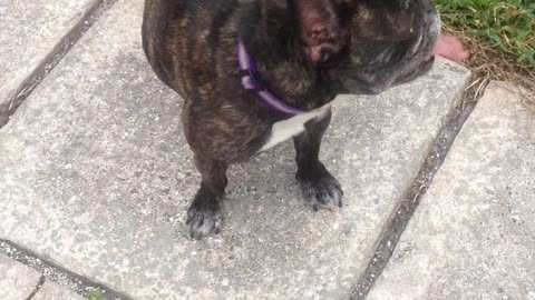 French bulldog playing ball