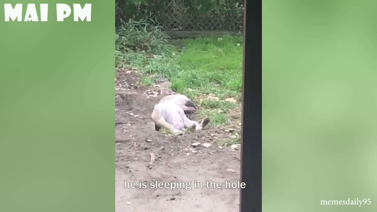 Watch this video of dog resting in a Ditch it dug