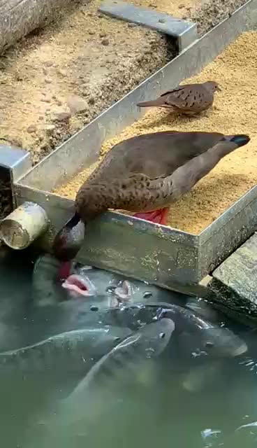 A duck feeds the fish
