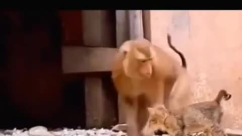 Animal funny