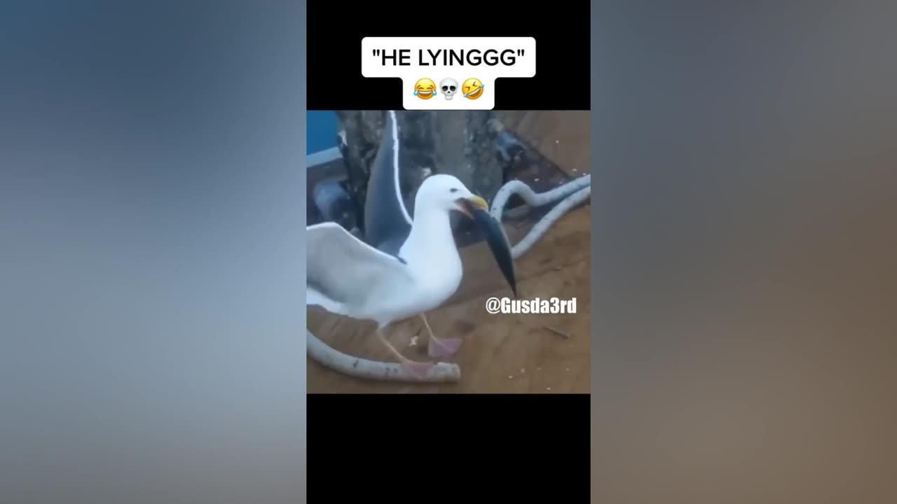 Smart And Funny Birds