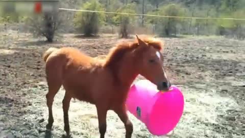 funny horse videos compilation