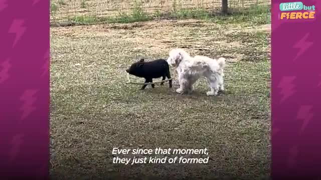 Tiny Rescue Piglet Thinks The Dog Is Her Sibling - The Dodo Little But Fierce