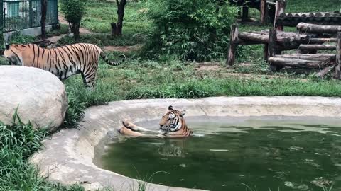 tiger