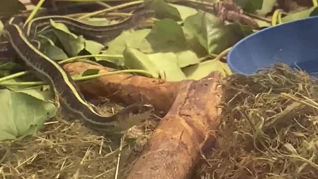 Gardner snake eating and hunting scales and borgot