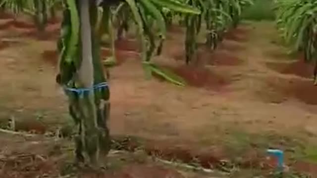 Rows of dragon fruits plants with lots of flower buds. blessed.