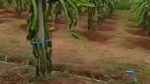 Rows of dragon fruits plants with lots of flower buds. blessed.