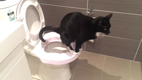 Cat pooping in toilet