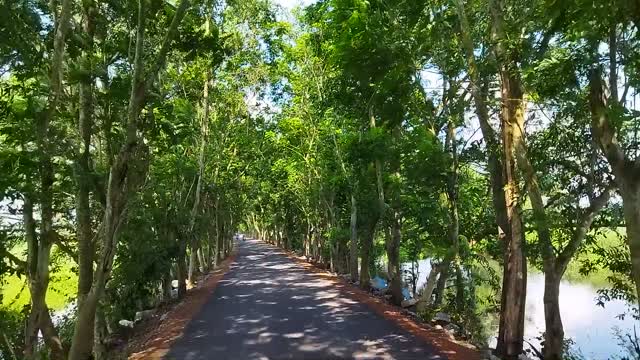 The natural beauty of village road (Innovative Video)