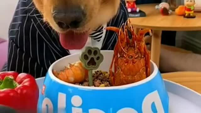 Lovely Cat, Dark black cat, cats, funny cats, funny cat videos