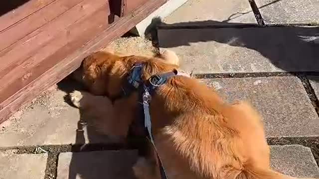 It's just your dog. But you are its life.