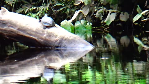 Painted Turtle