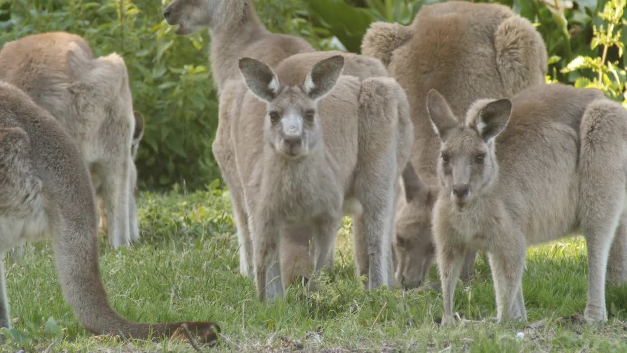 Kangaroo Wallaby Marsupial Animal Eating Australia