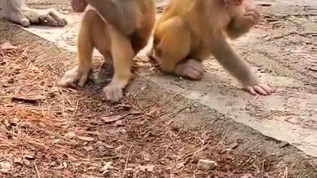 Viral!!! Cute Sibling Baby Monkeys!!!! 😍😍😍