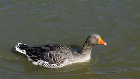 Toulouse Goose