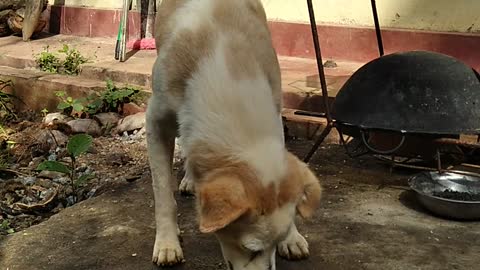 Dog eating his lunch