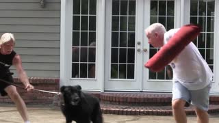 Step by Step Guard Dog Training from a seasoned expert