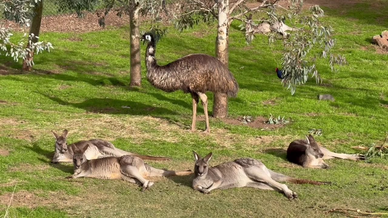 The kangaroos are playing very nicely in the field