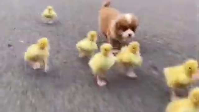 Funny Animal Videos - Awesome Funny Pet Animals | Cute Animals | Super Funny Dog Videos