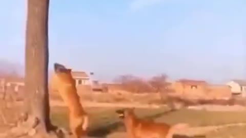 Funny Animals