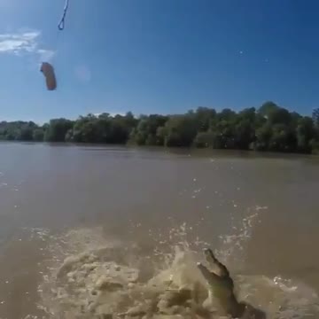 Jumping crocodiles of the Adelaide River.