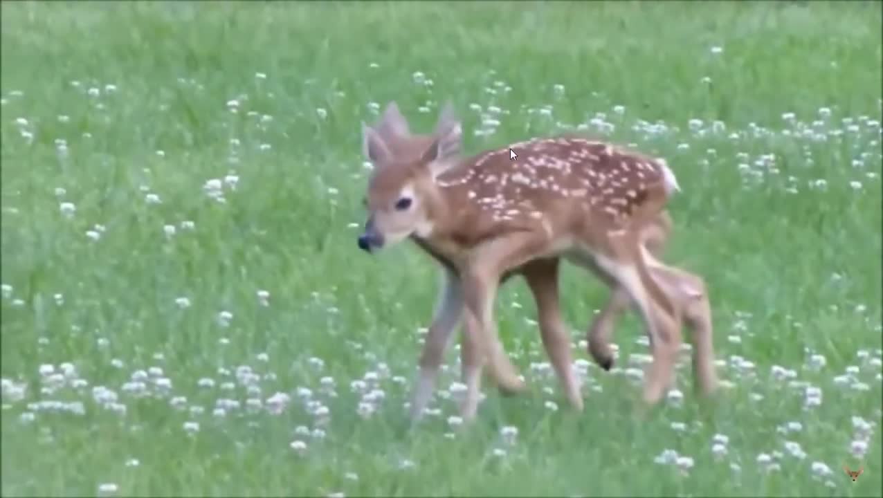 Twin Baby Deer Fawns with Mother