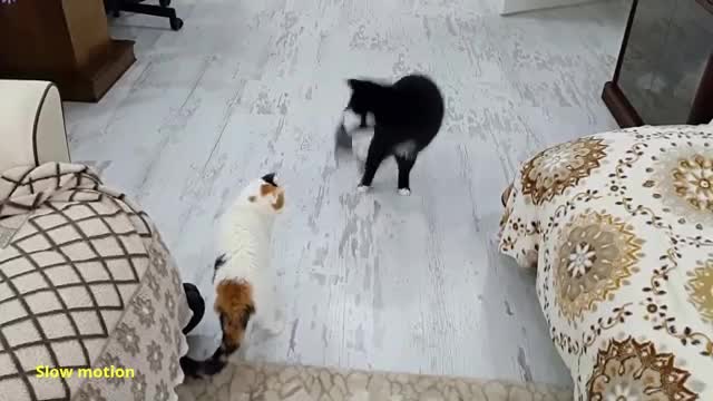 The Funniest Cat Walk Hop ( Brownie the cat )