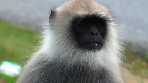 indian langur