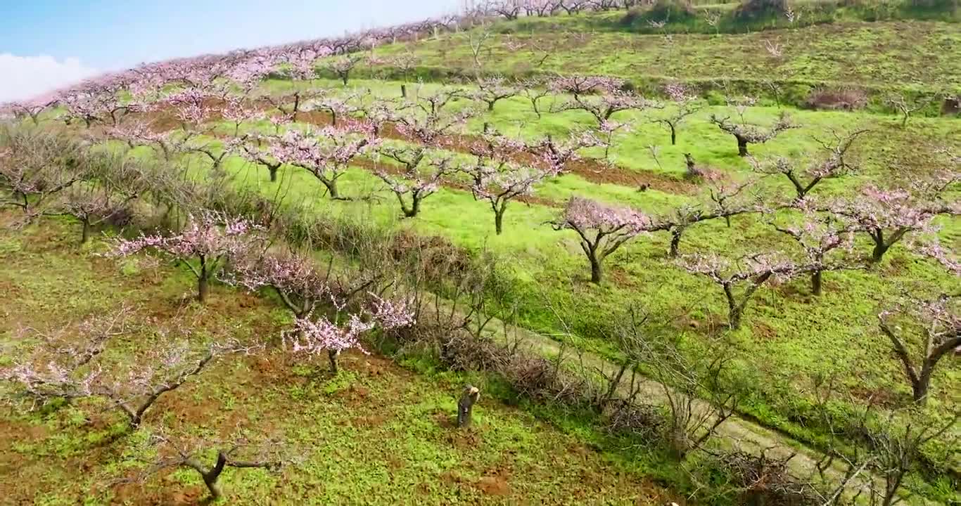The cherry blossom