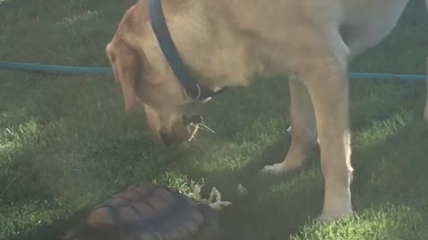 Golden dog eating turtles food outside