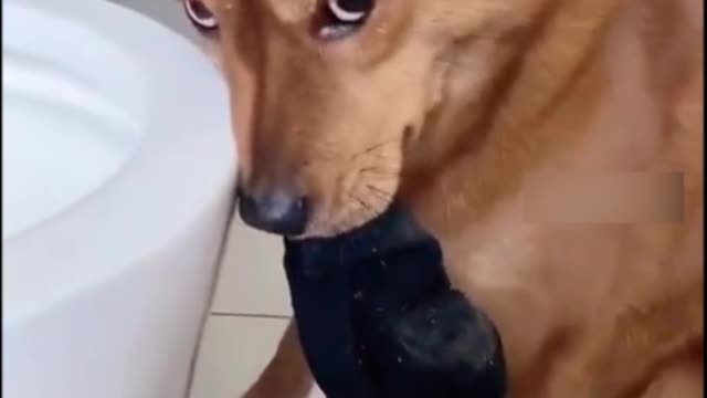 What did he do.😹Funny videos pets