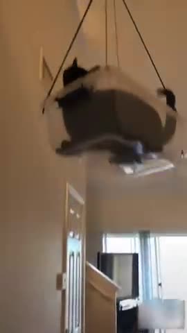 cat says dogs may not come inside