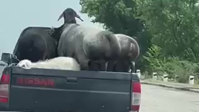 Funniest video animals on truck